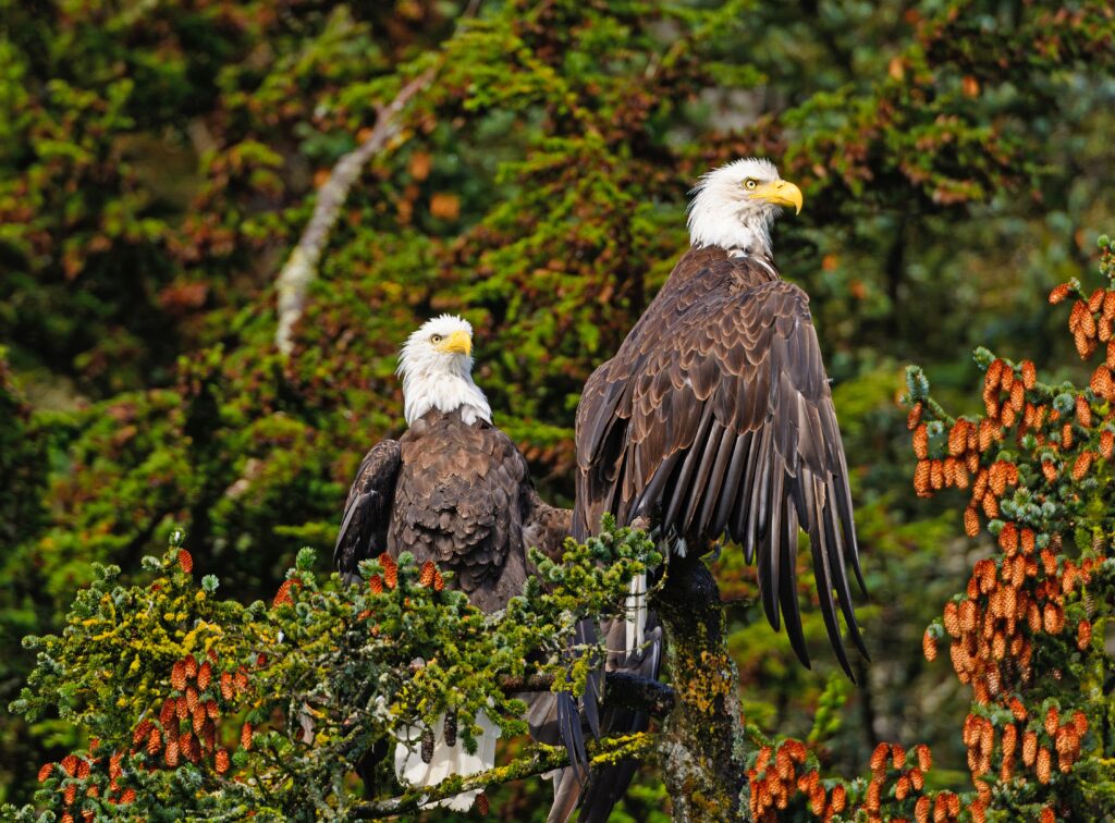 Bald Eagles