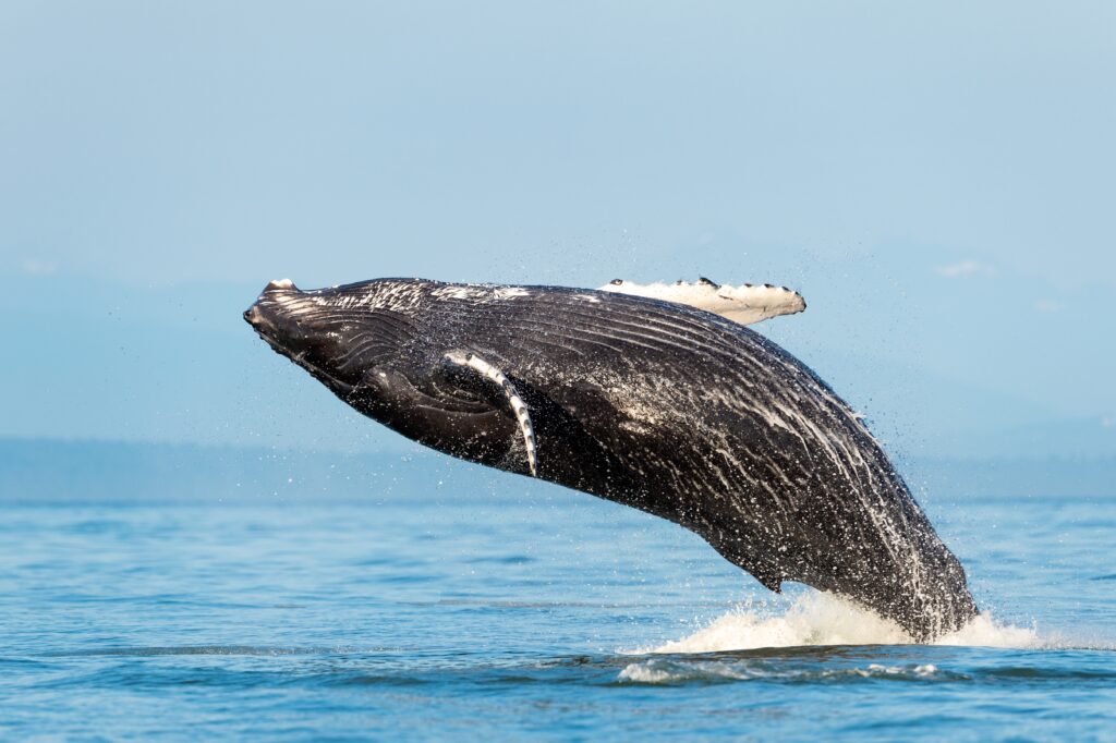 Humback Whale